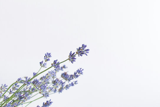 Lavendel.jpg