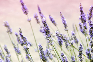 Lavendel.jpg