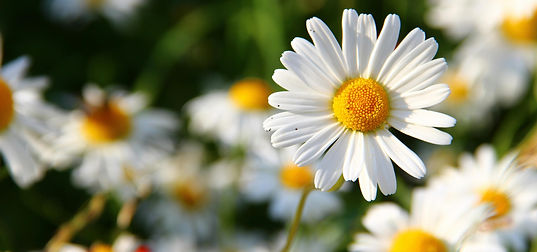 pexels-pixabay-59984.jpg