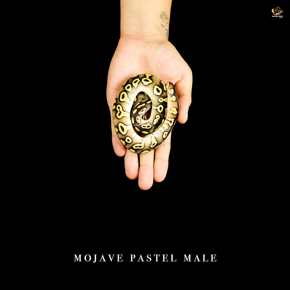 Thumbnail: Mojave pastel 1.0 22