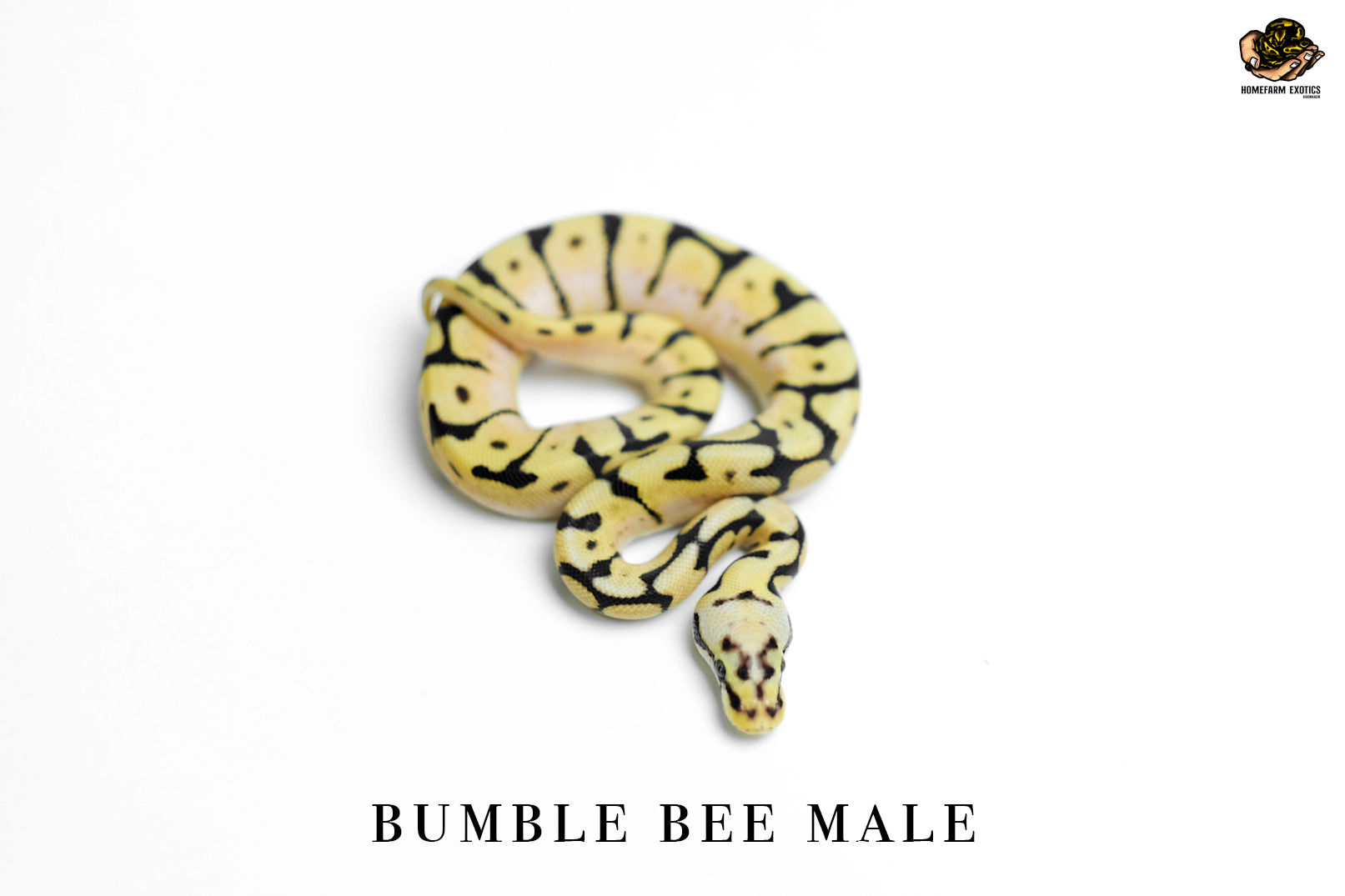 Bumblee Bee 1.0 2021