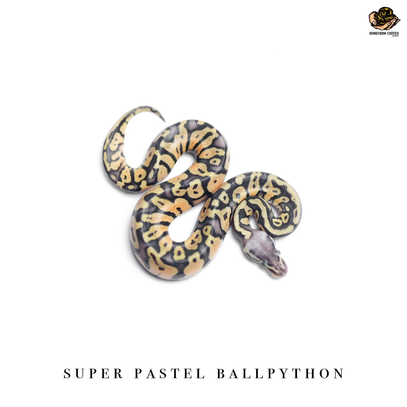 Super pastel 1.0 2021
