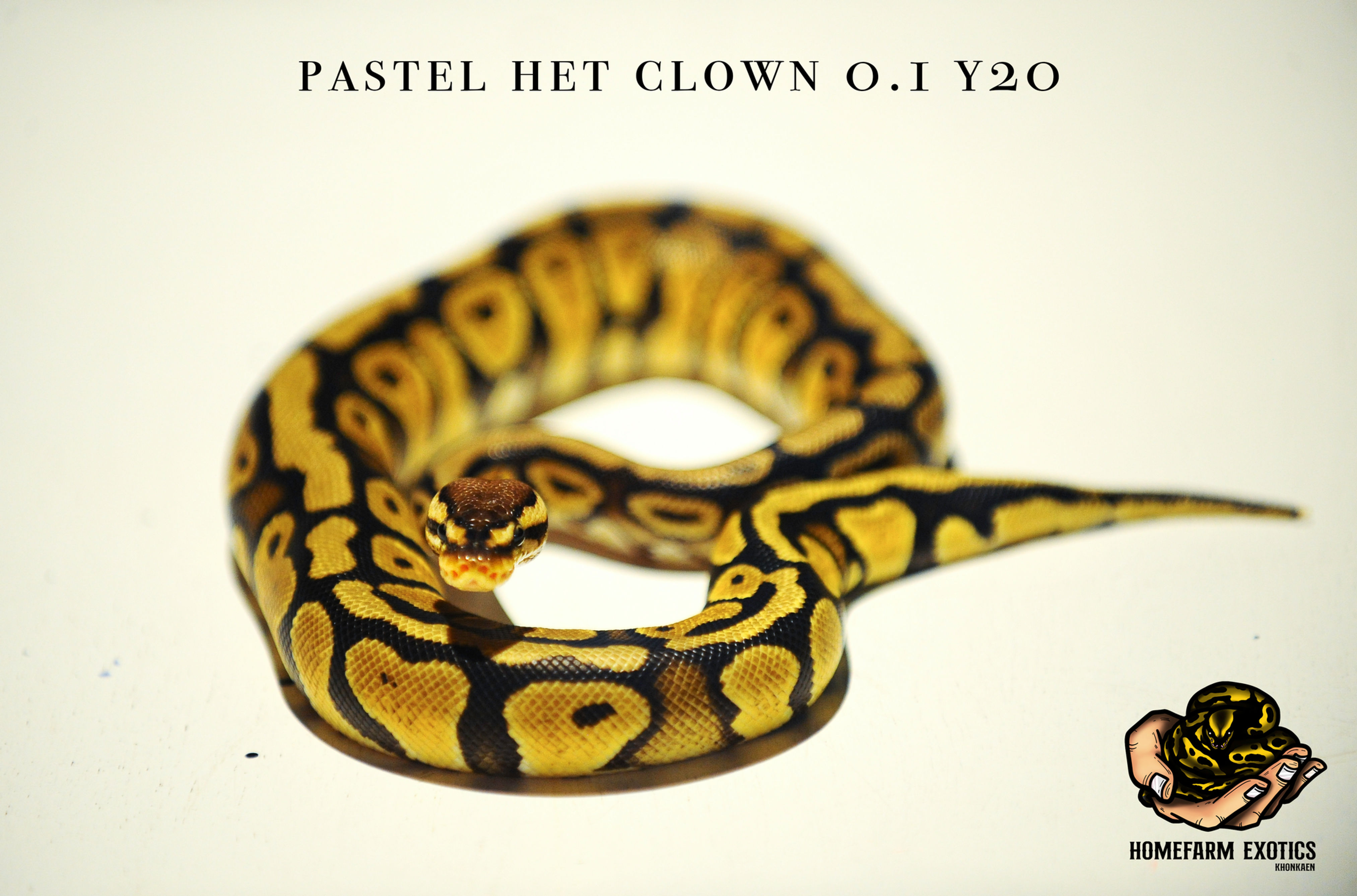 Pastel het clown 0.1 2020