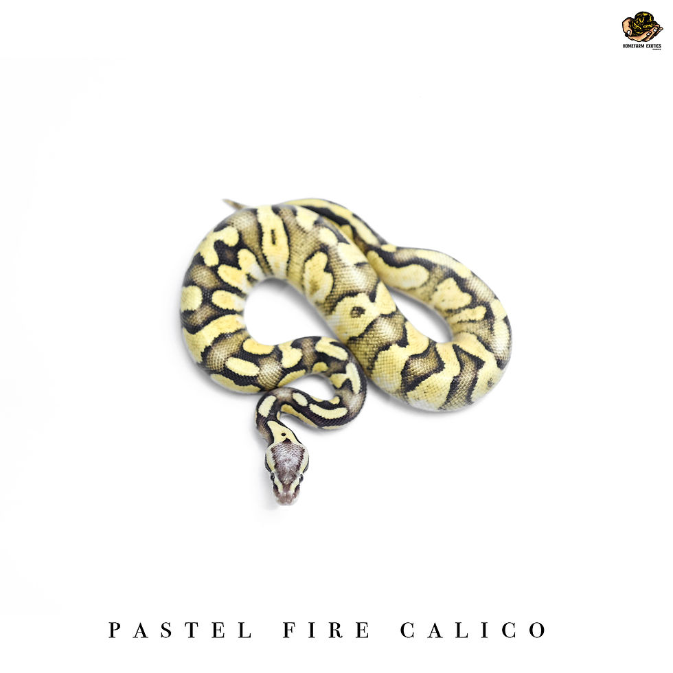Thumbnail: Pastel Fire Calico 1.0 21