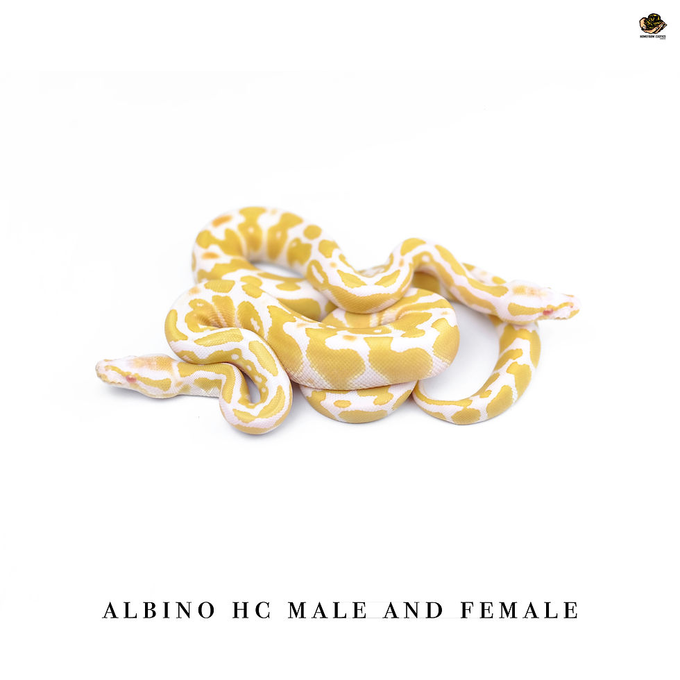 Thumbnail: Albino 1.0 22 C