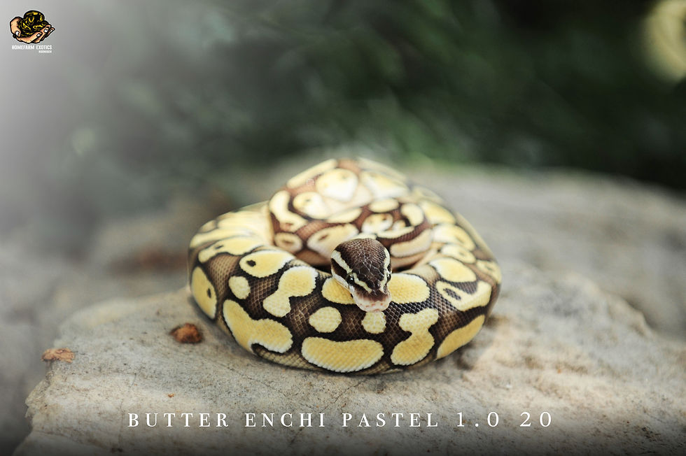 Thumbnail: Butter enchain yellow belly 1.0 20