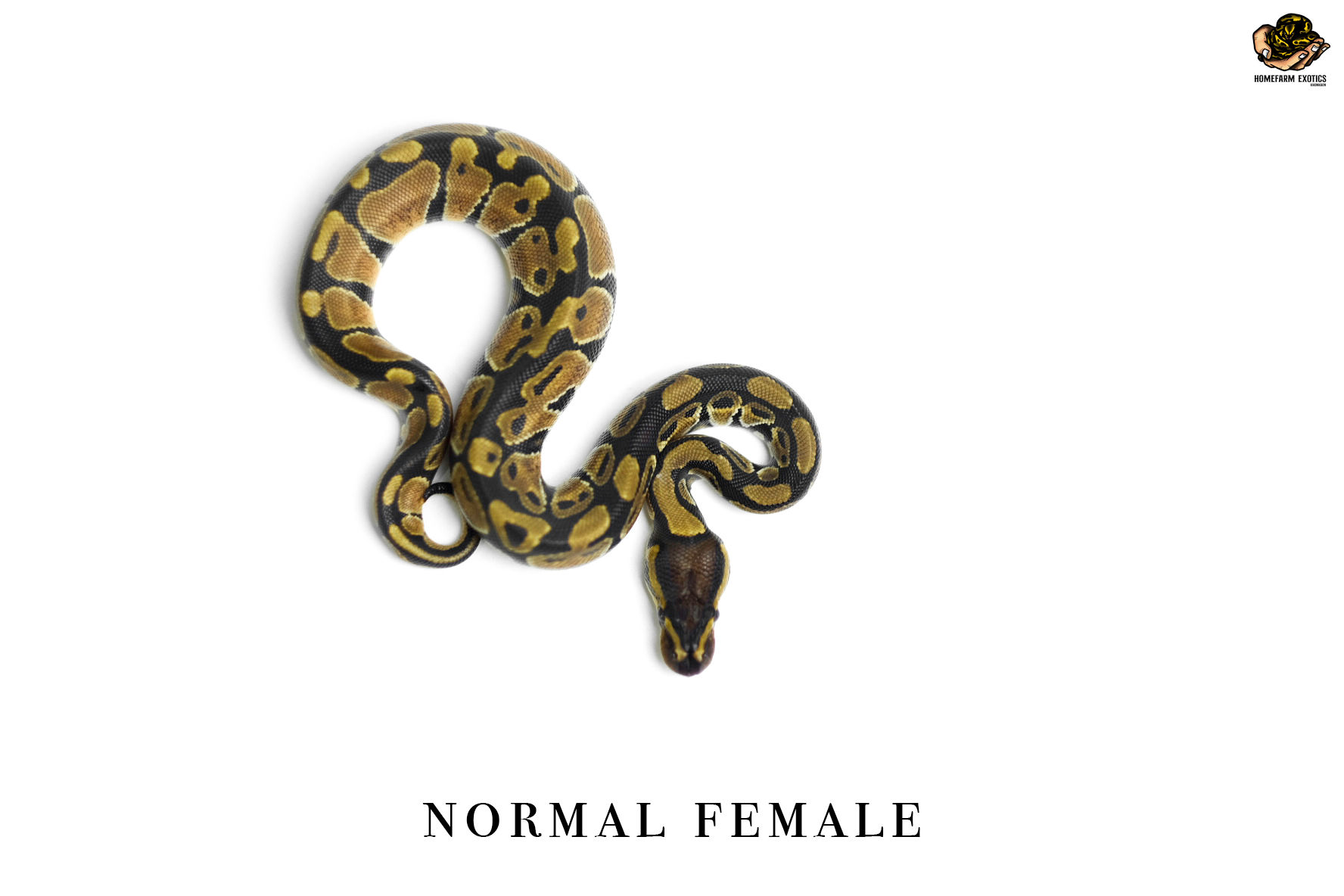 Normal 0.1 2021