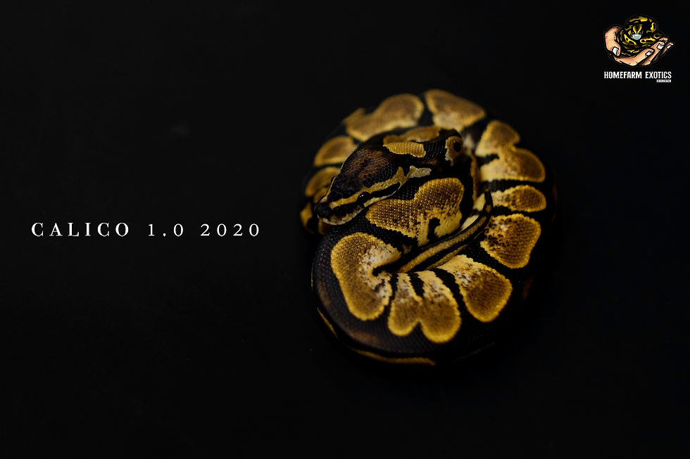 Thumbnail: Calico 1.0 2020
