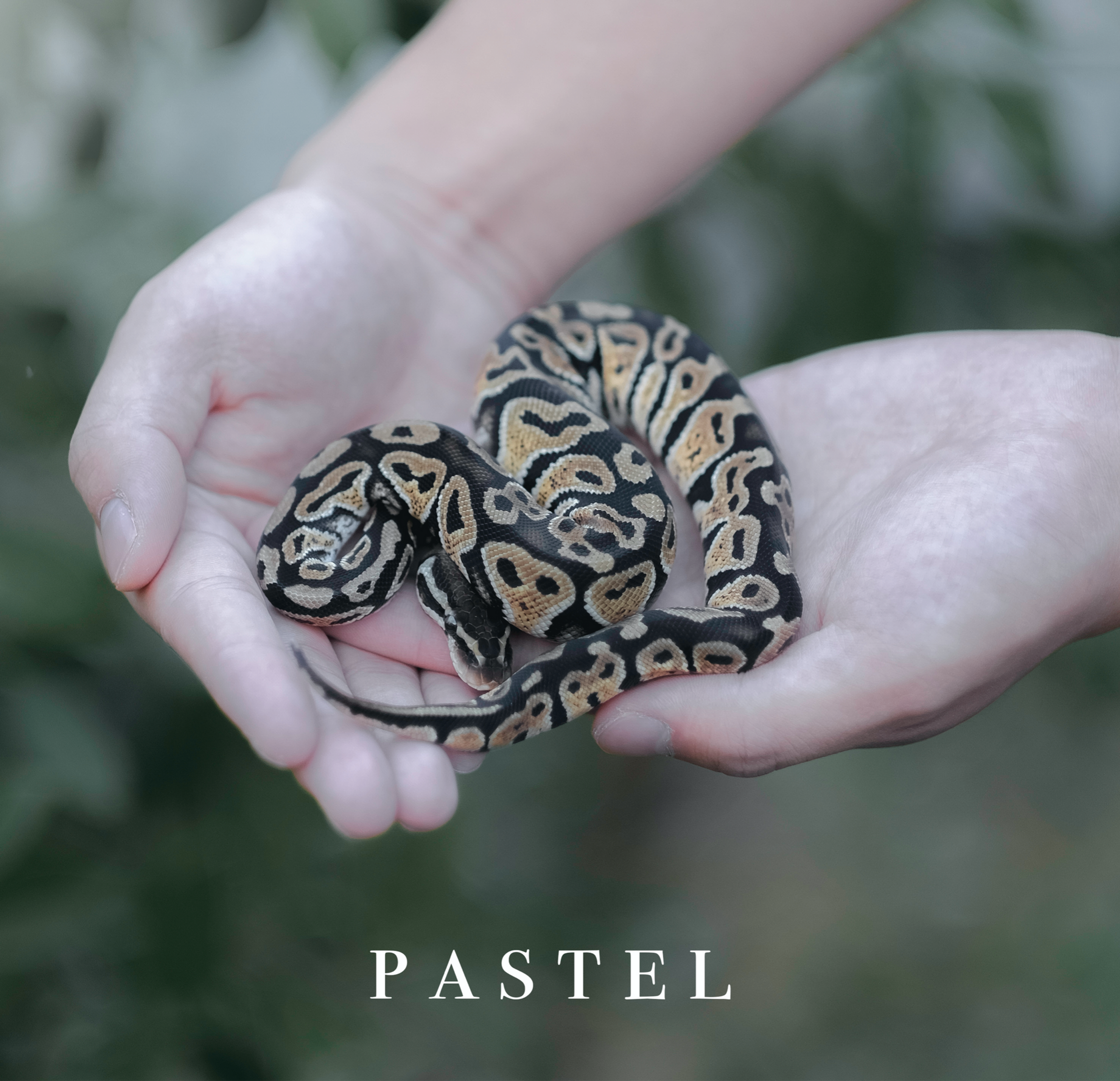 Pastel 1.0 2020