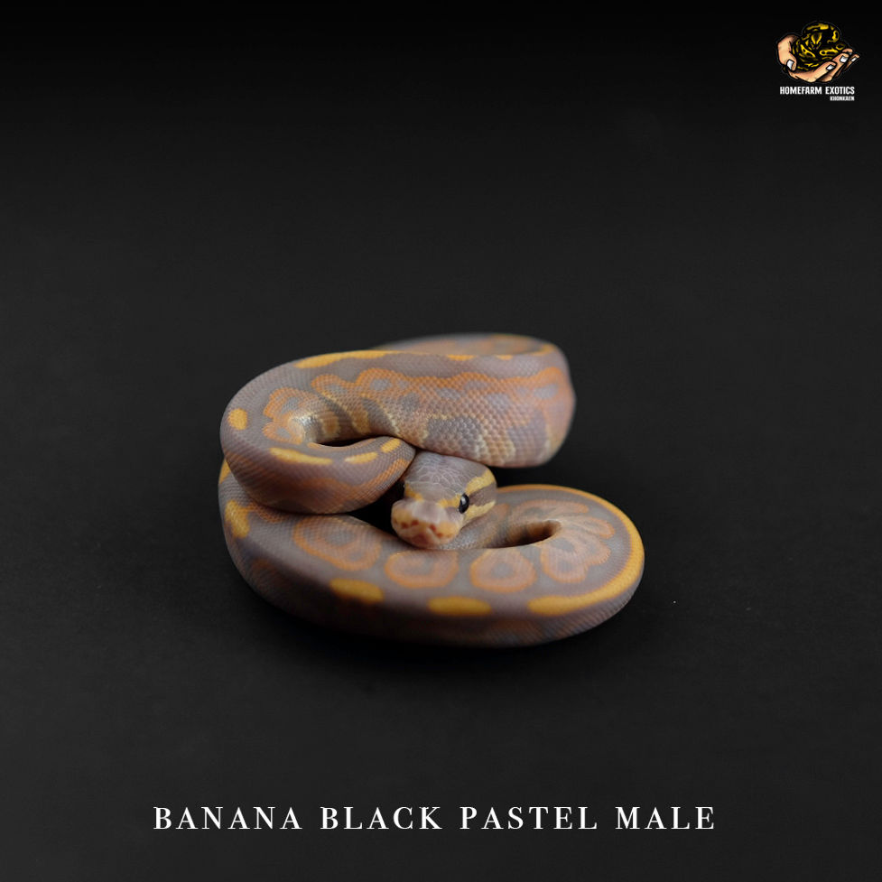 Thumbnail: Banana Black pastel 1.0 2021