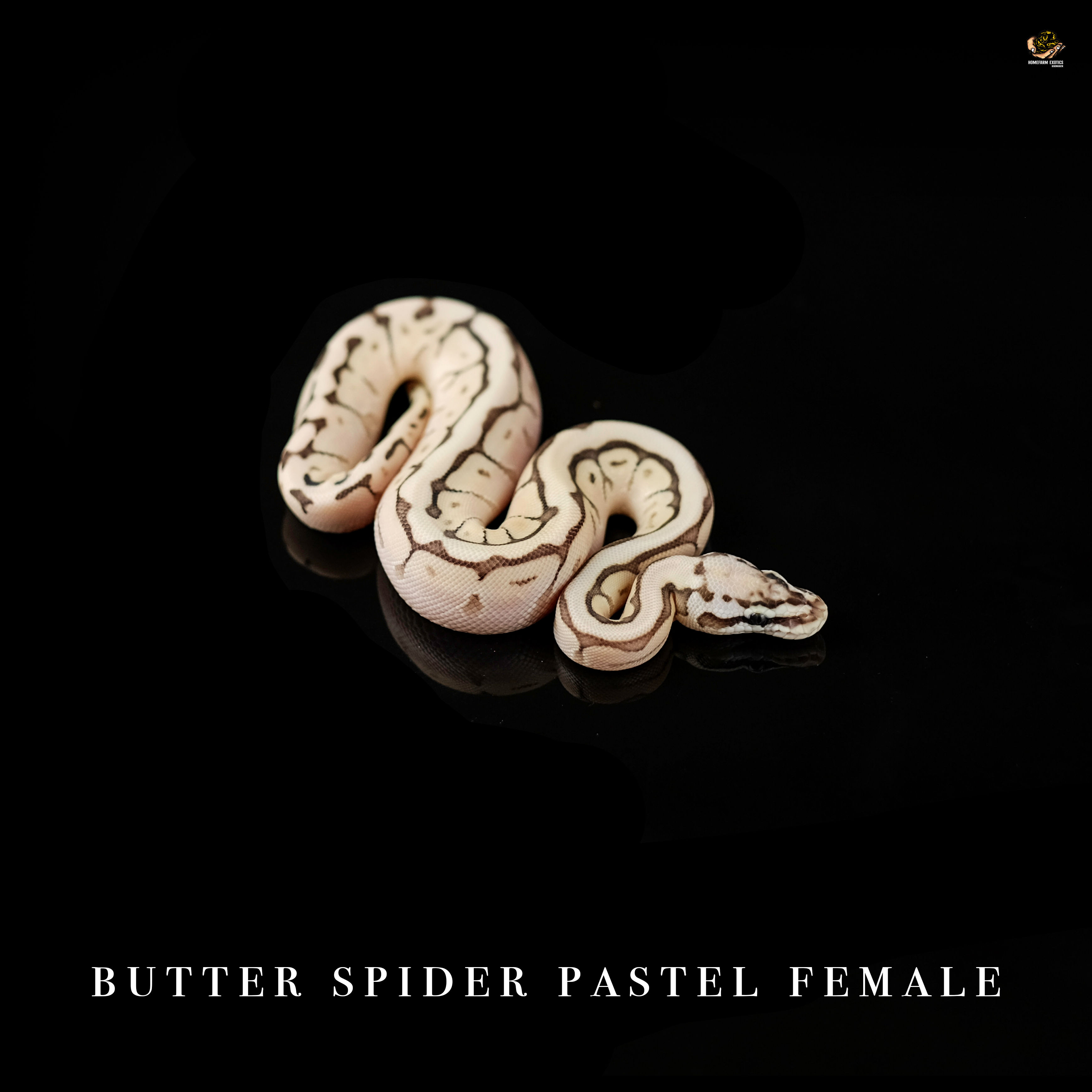 Butter spider pastel 0.1 12