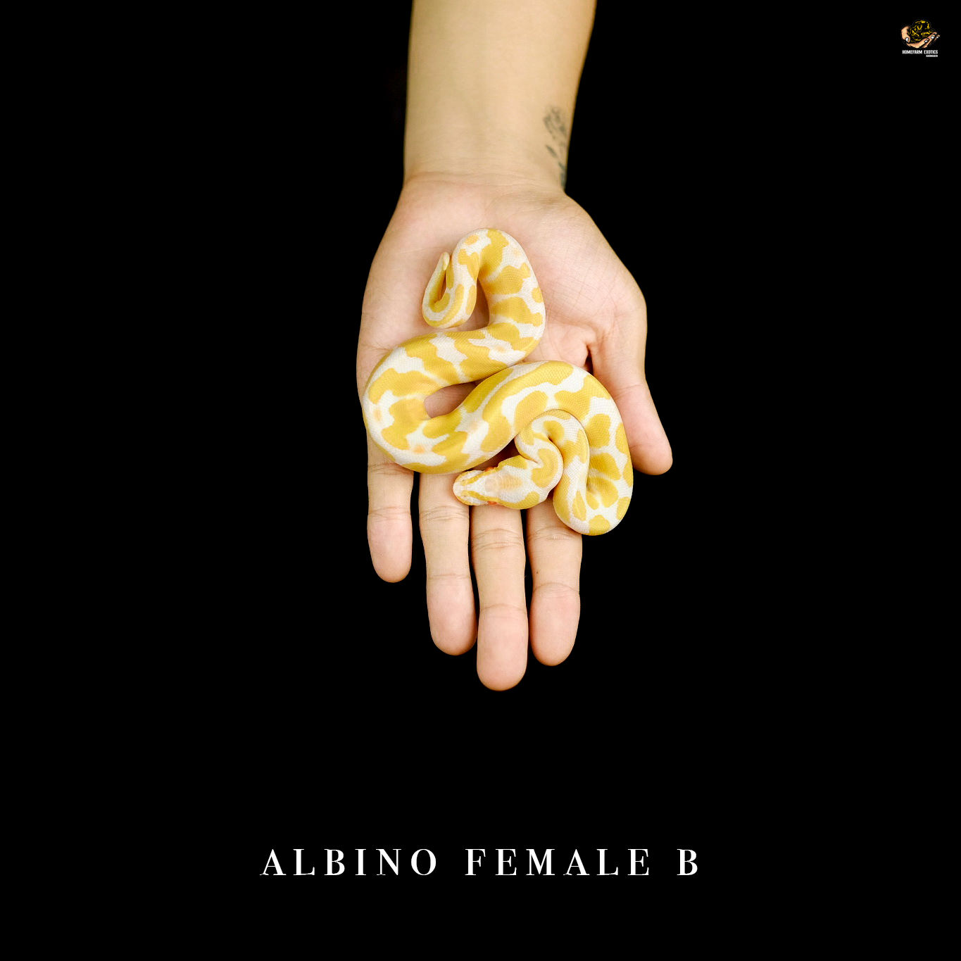 Albino 0.1 B 22