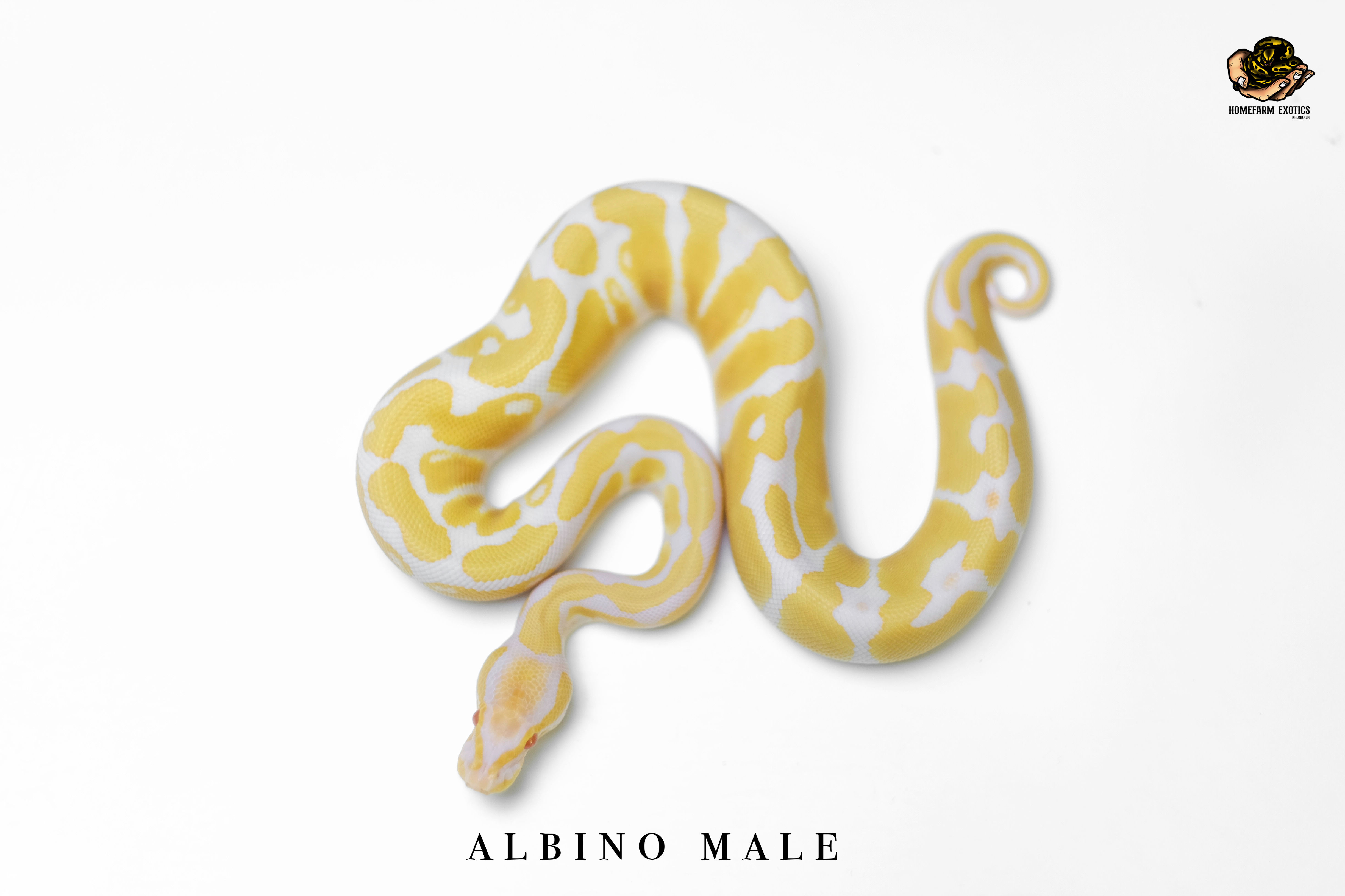 Albino 1.0 2021