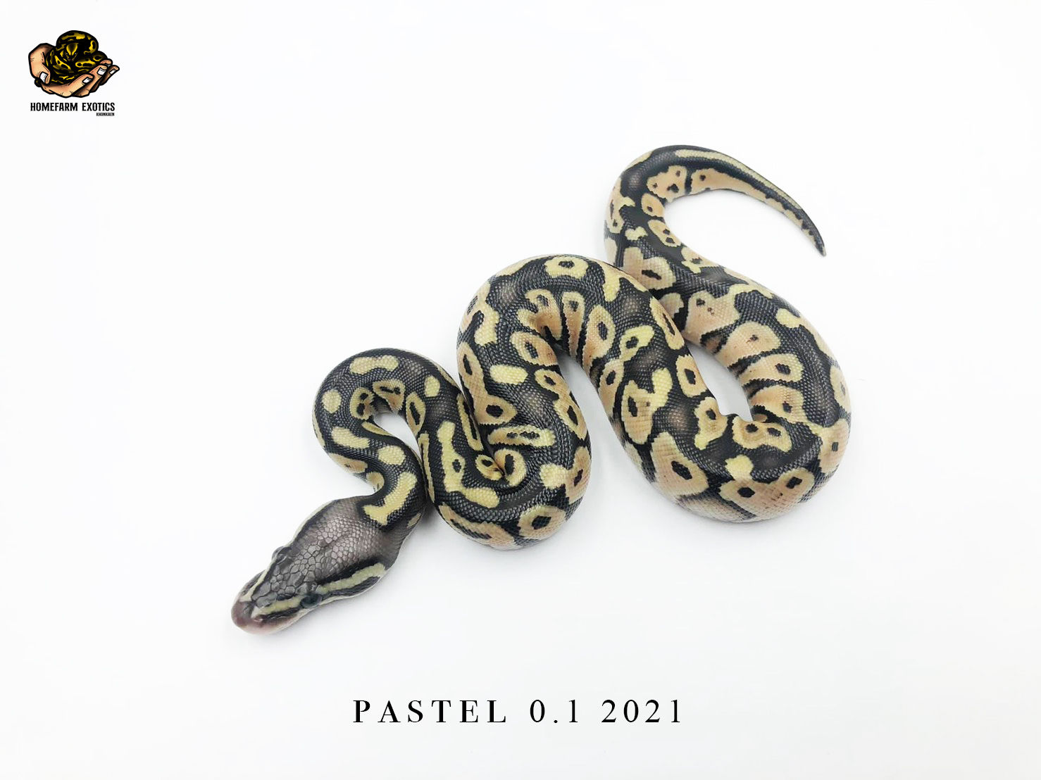 Pastel 0.1 2021