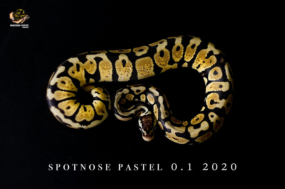 Thumbnail: Spotnose Pastel 0.1 20