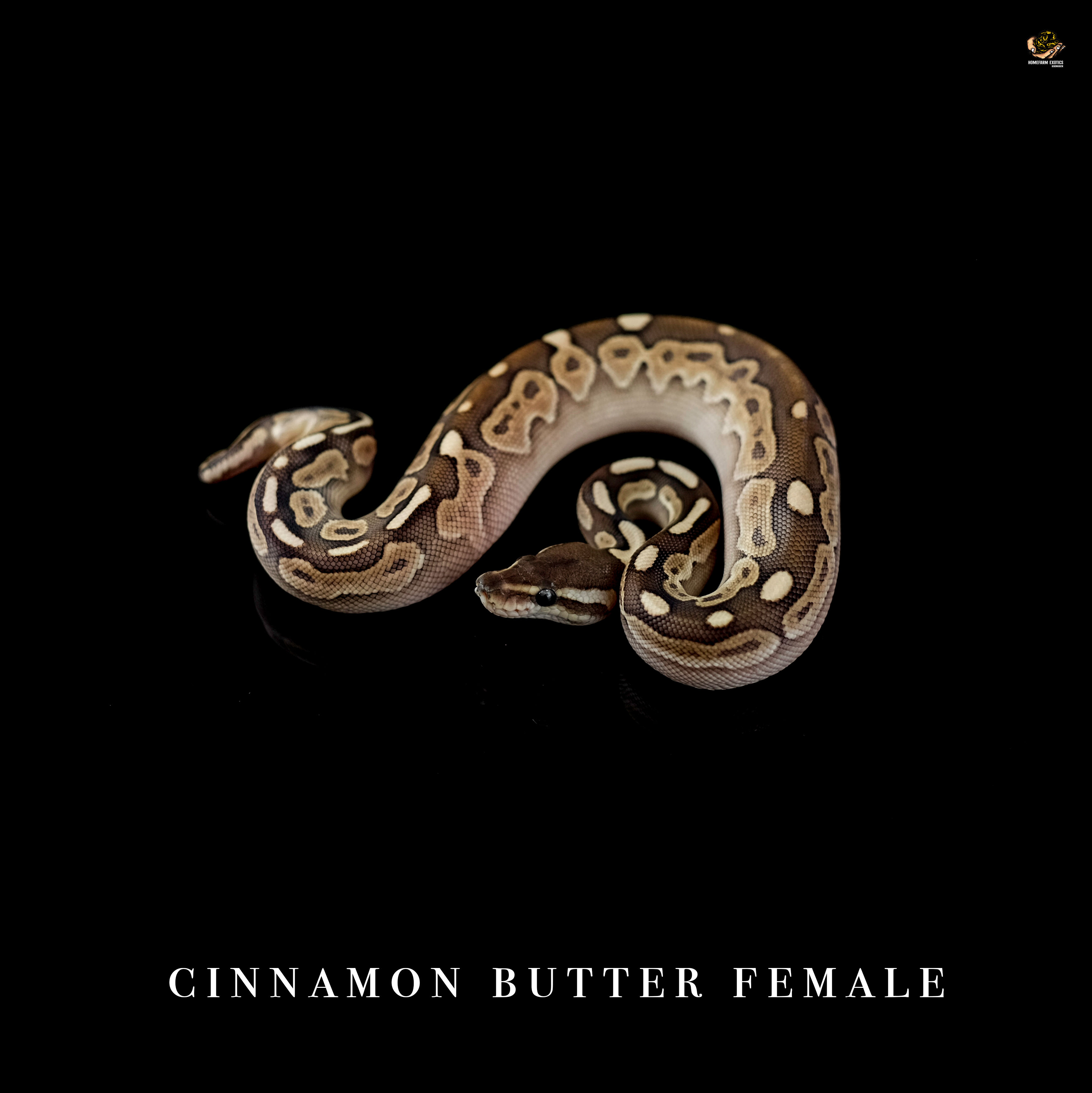 Cinnamon Butter 0.1 22