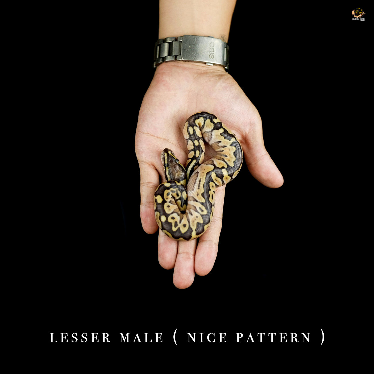 Lesser 1.0 22