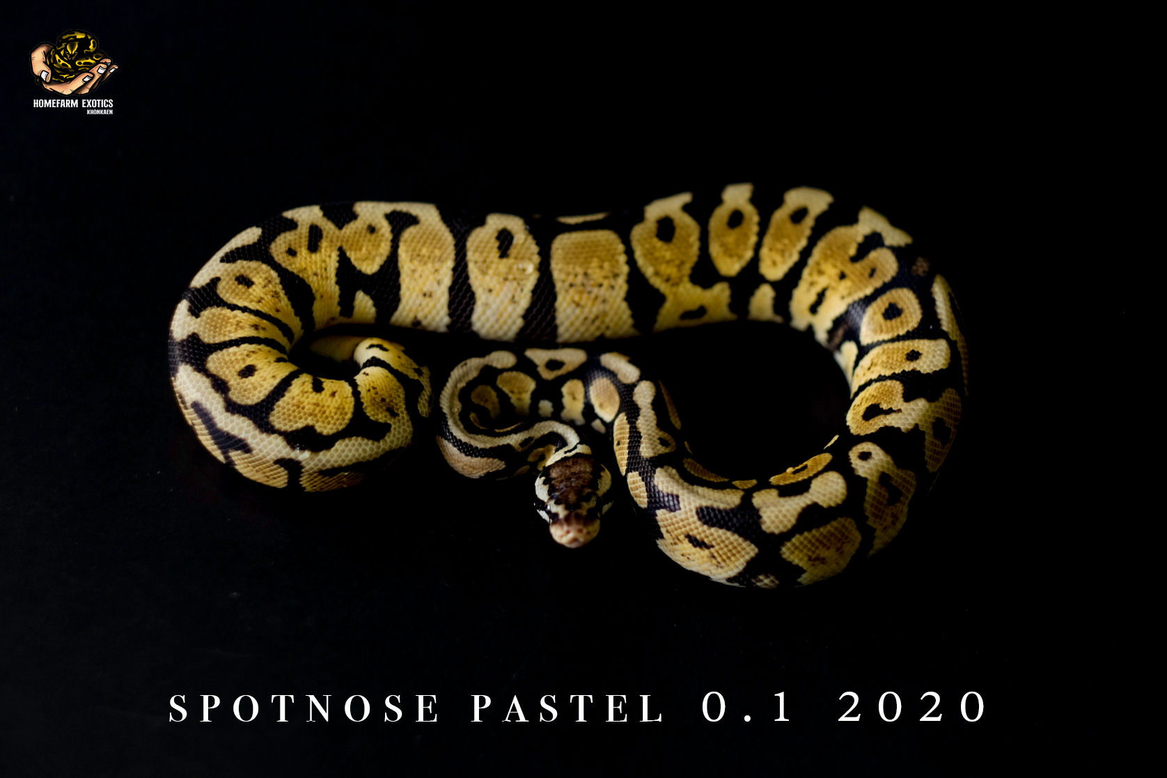 Spotnose Pastel 0.1 20