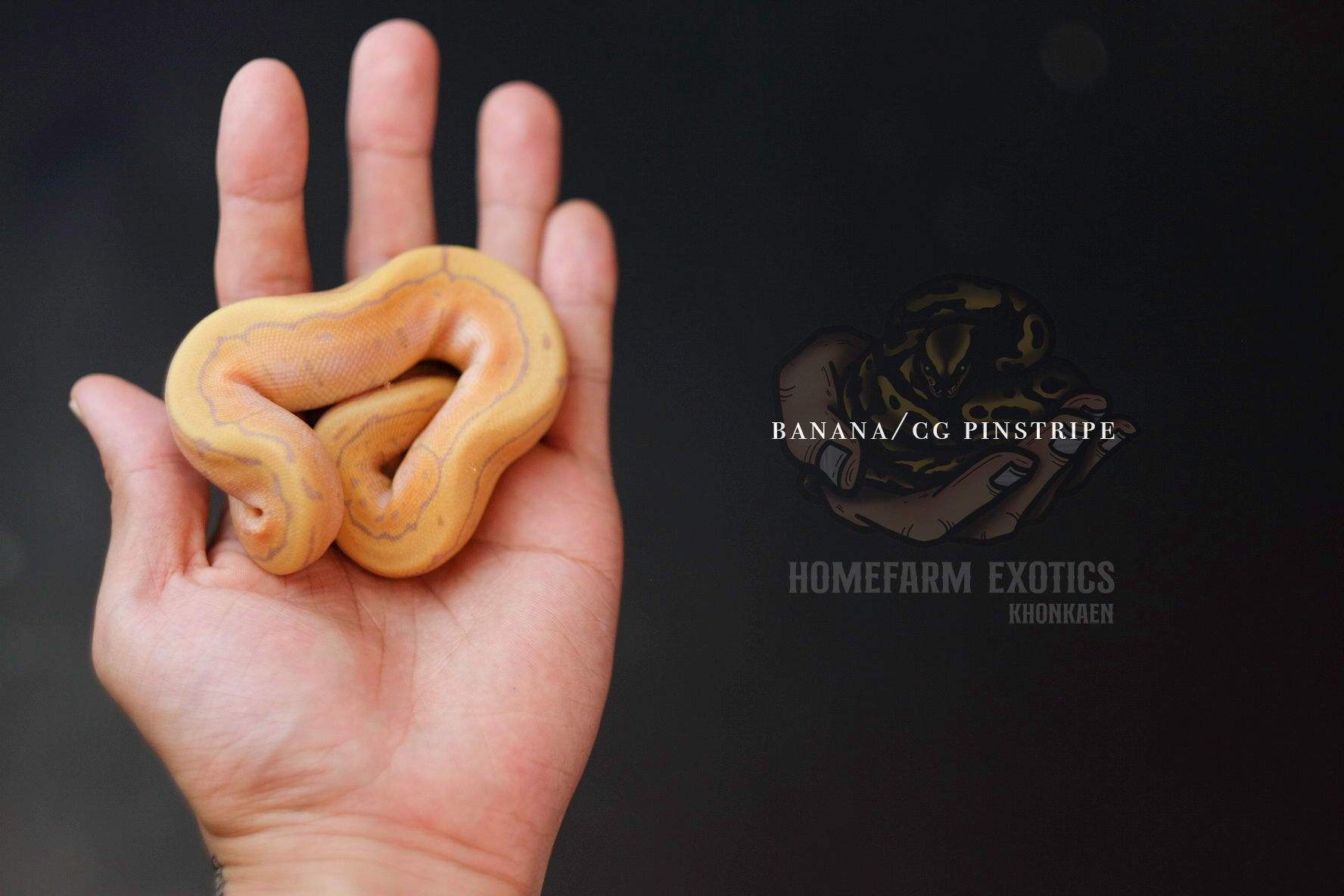 Banana pinstripe 1.0 2021