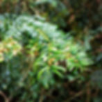 Deep green yew leaves with small pale brown flowers showing