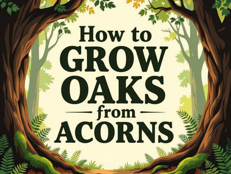 Growing Oak Trees from Acorns