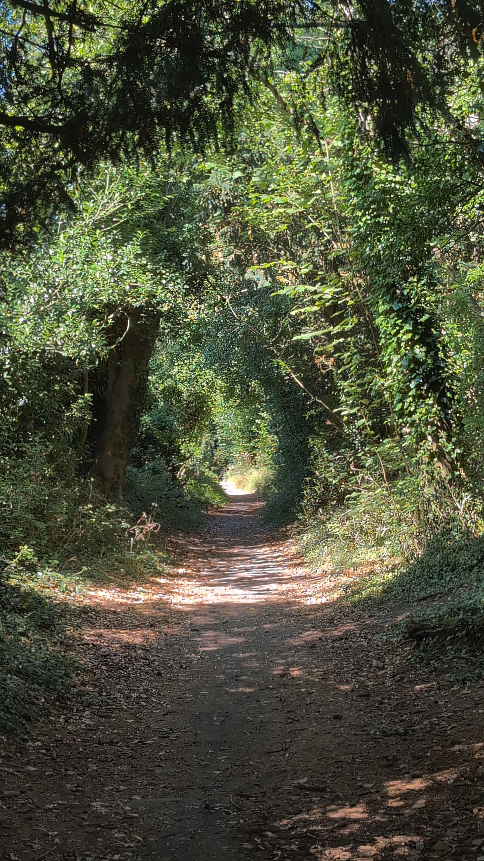 Butterflies Along an Ancient Holloway 