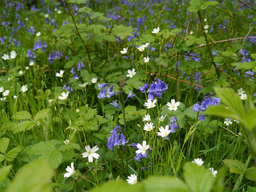 Purple bluebells growing amongst white starry stitchwort flowers