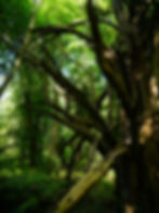 Forest background with ancient yew and windfallen branches in the foreground