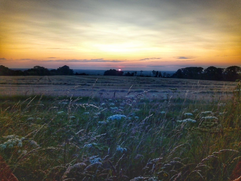 Pink-orange sunrise scene over a grassy field with meadow flowers at the near edge