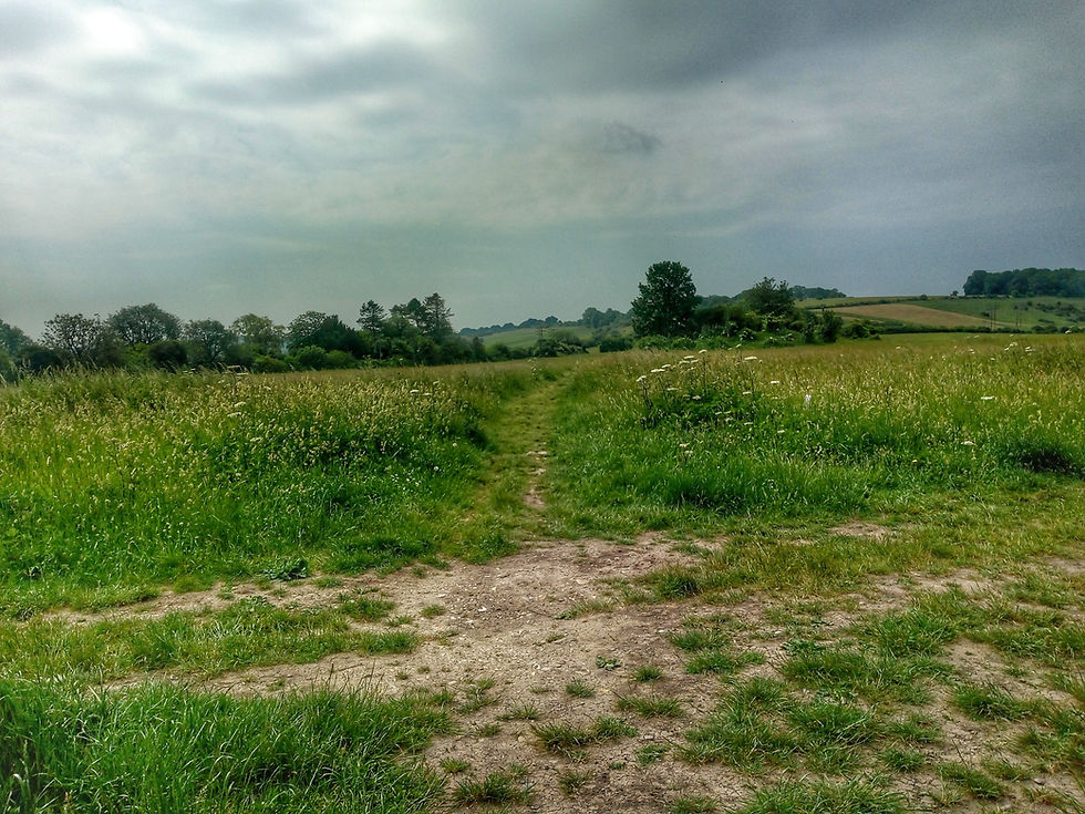 Trodden path crossroads in the summer growth of grasses and meadow
