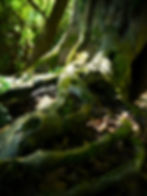 Gnarly roots of an ancient yew tree with woodland showing in the background