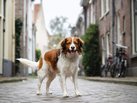 Zelfs de drukste hond is geschikt voor een honden fotoshoot!