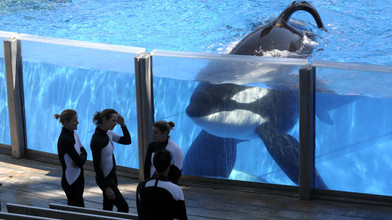 A whale held in captivity at Sea World