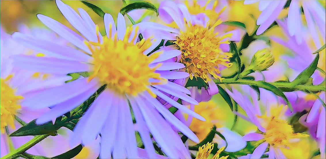 aster bannière.jpg