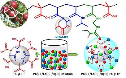 Carbohydrate Polymers, 2019, 206, 778–79