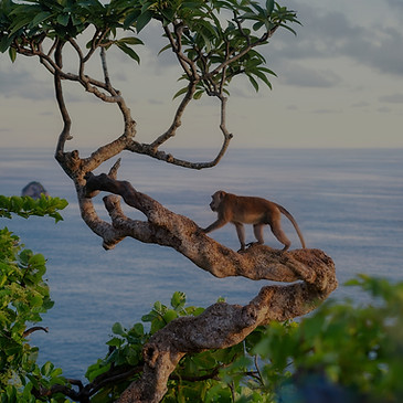 Monkey Climbing Tree_edited.jpg