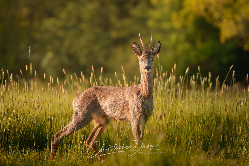 Roe deer buck standing in warm evening light at wildlife photography hide in Lincolnshire
