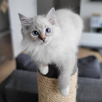 Lynx