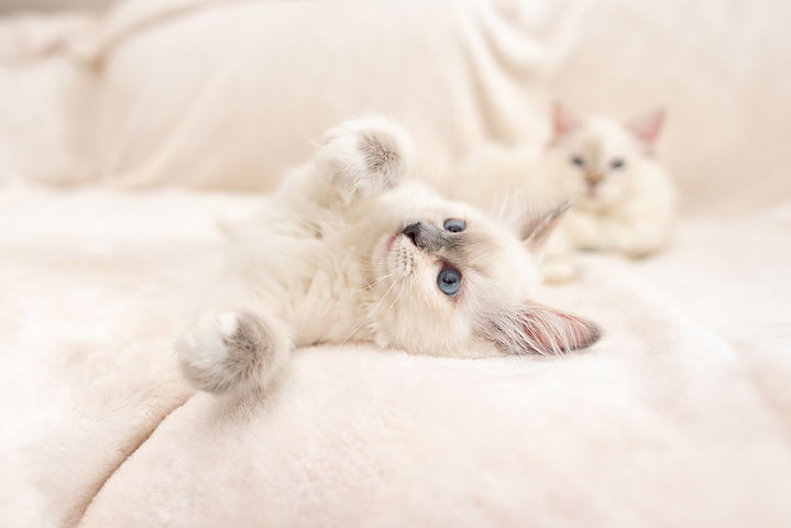sunshine-ragdolls-30.jpeg