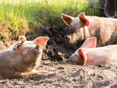 New Chancellor announces plan to tax mud