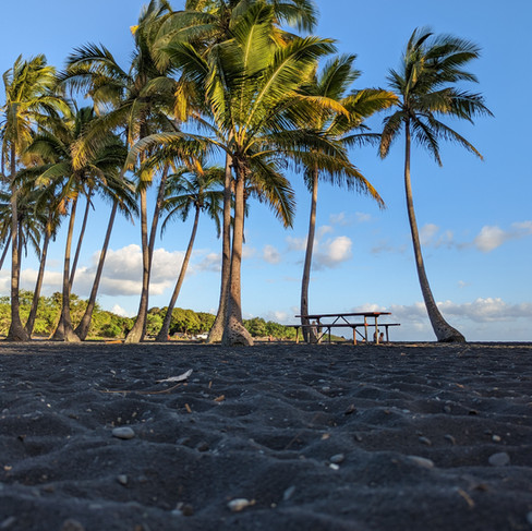black sand beach in foreground with multiple palm trees seen in background with a clear blue sky