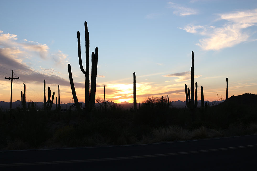 The sun is setting in the background. The foreground is dark, but you can make out the silhouette of multiple large saguaro cacti