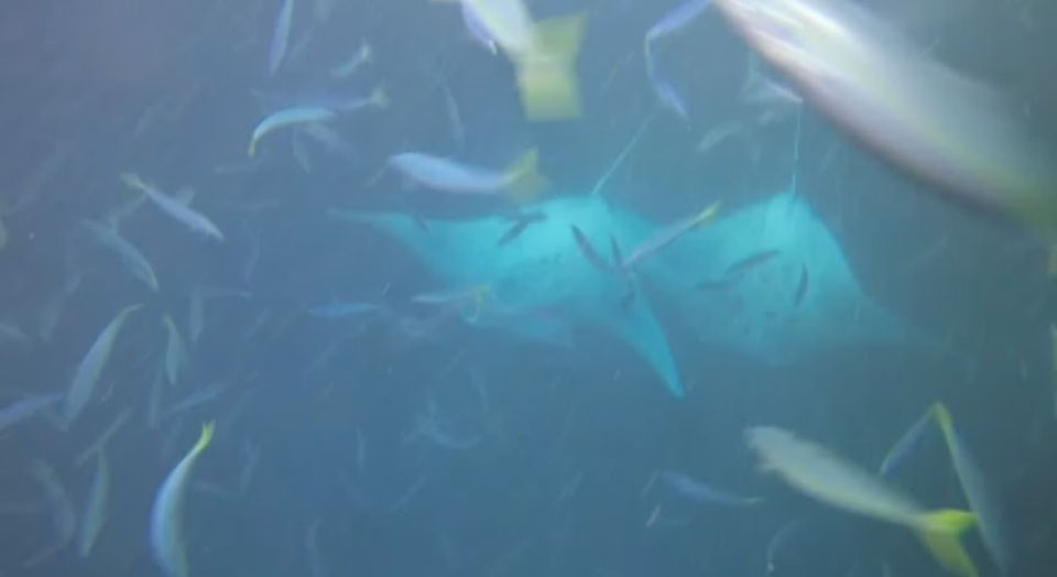 underwater shot of two manta rays swimming with fish around it