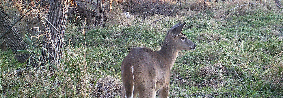 Young Fawn Daytime Pic.JPG