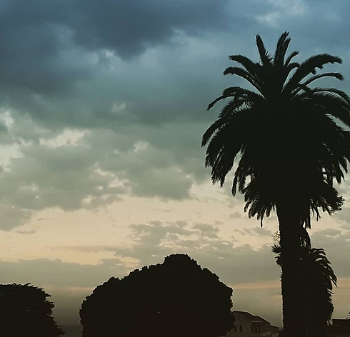 stormy plam tree.png