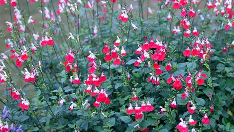 Hot Lips Salvia