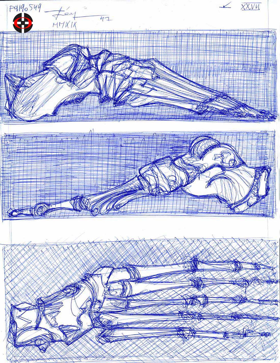 Die Gestalt Des Menchen (XXVII) - Human Anatomy Sketch