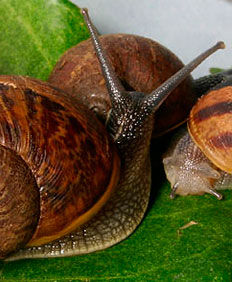 CaracolChilePremiun