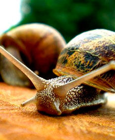 CaracolChilePremiun