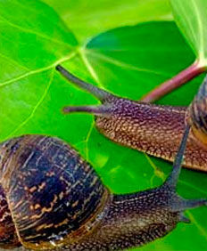 CaracolChilePremiun